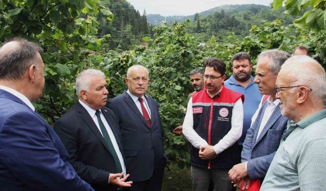 Vali Yıldırım:Günümüzde fındıkçılıktan para kazanan insan sayısı azaldı