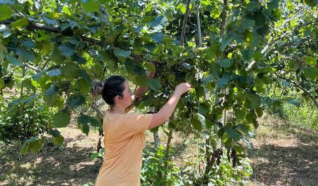 Trabzon fındık rekolte çalışması tamamlandı
