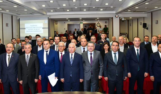 Sahipsiz hayvanları korumak için yeni adımlar atılıyor