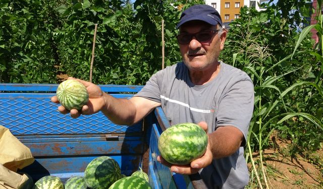 Yalıncak karpuzunu kuraklık vurdu