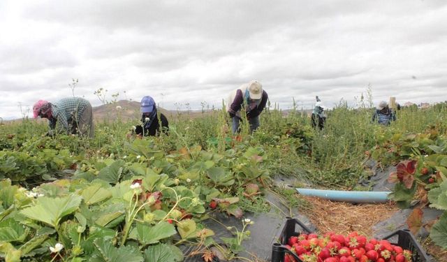 20 dönüm alanda işe başladı 15 kadına umut oldu