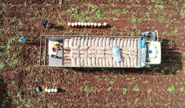 Ağustosta en çok ucuzlayan ürün patates oldu