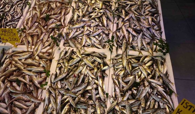 Balıkçı palamuttan umudunu kesti, hamsi ve istavrit ile teselli buluyor