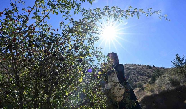 ’Dikenli Gül’ kuşburnunun, zahmetli yolculuğu