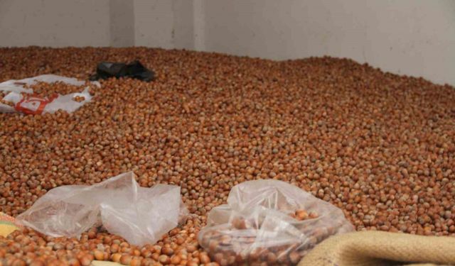 Fındık fiyatları yükselişe geçti: 50 randıman 300 TL