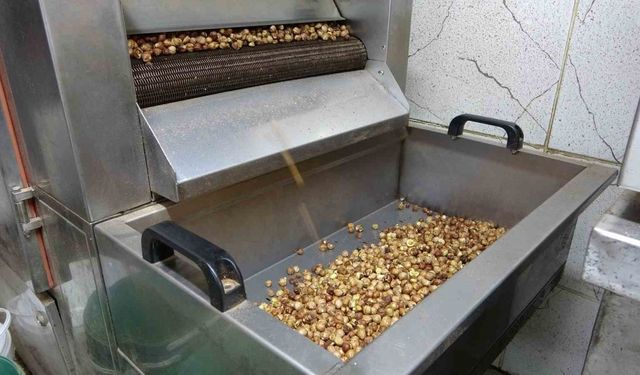 Karadeniz’de fındık hasadı tamamlandı: Üretici kırma ve kavurma işini artık işletmelere bırakıyor