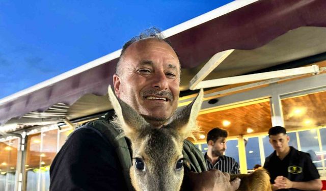 Trabzon’un sevimli karacası ‘Pınar’ sığındığı işletmenin maskotu haline geldi