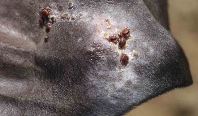 Uzmanı uyardı: "Sonbahar mevsimi kenelerle mücadele için oldukça önemli"