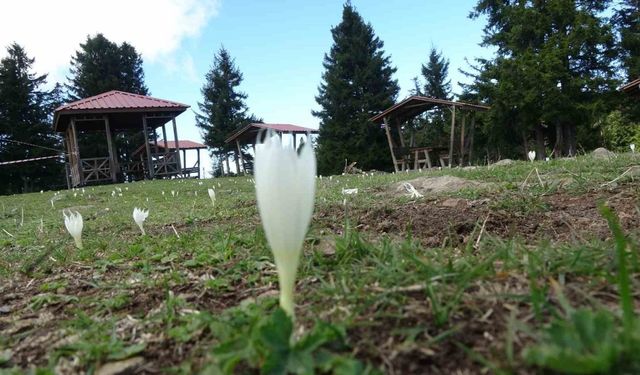 Vargitler açtı, yaylalarda sessizlik hakim