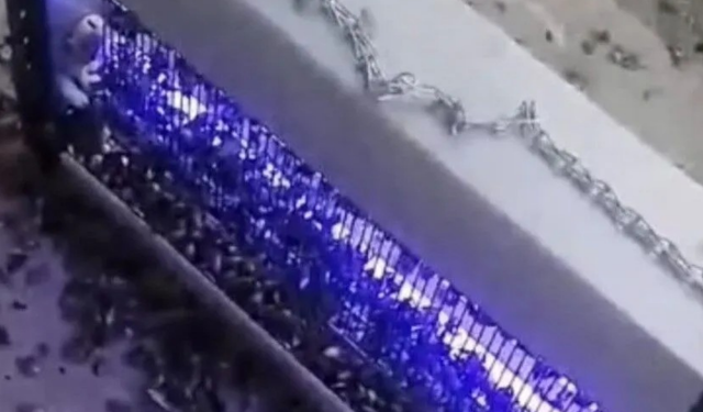 Kahverengi kokarcaya ultraviyole çözüm