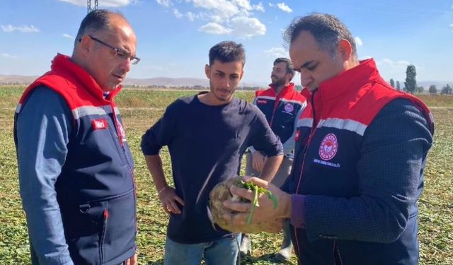 Bayburt’ta şeker pancarı sökümü başladı