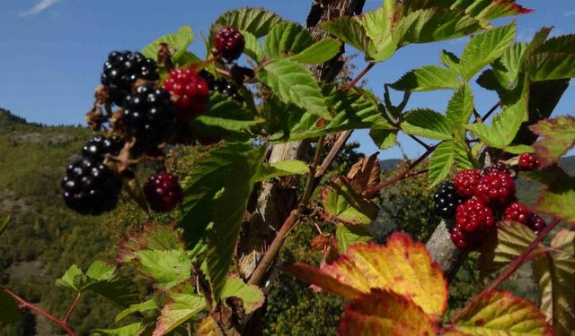 Doğanın şifasını organik üretimle buluşturdu