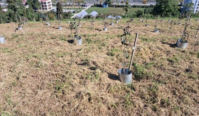 Fındıkta rekolte ve randıman artıracak çalışma