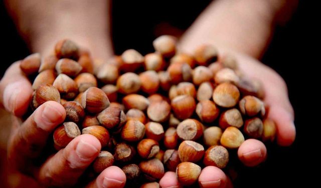 Giresun fındığı zirvede: Kilosu 352 TL’ye ulaştı