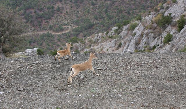 Akdeniz’den Karadeniz’e yaban keçisi