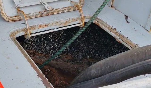 Araklı Limanı’nda hafta sonu hamsi yoğunluğu