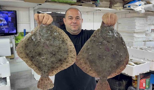 Karadeniz’de hamsi bereketi diğer balık türlerini de canlandırdı