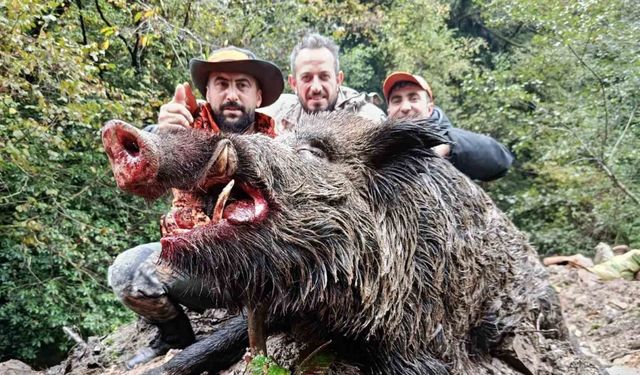 Trabzon’da sürek avında 300 kg’lık domuz fişeklerin hedefi oldu