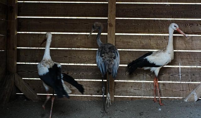 Yaban hayatına merhamet eli