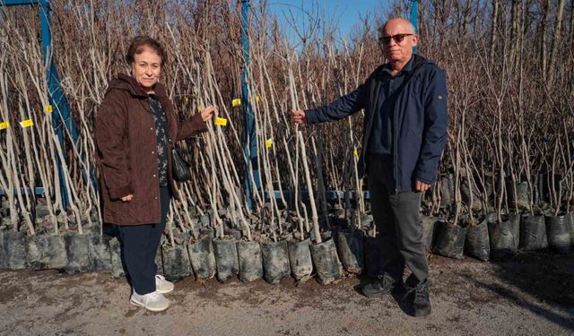 75 üreticiye 3 bin 600 Trabzon Hurması fidanı