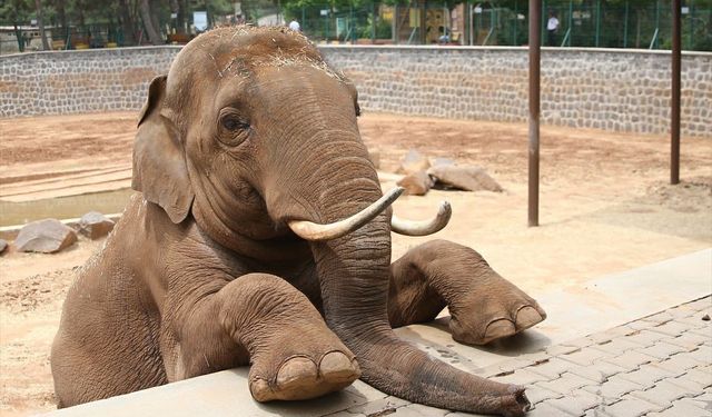 Fatma Şahin'den CHP'li Başarır'a yalanlama