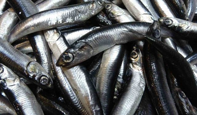Karadeniz’de hamsi bolluğu sürüyor, mezgit ise birkaç gündür görünmüyor