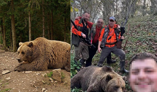 Evlere ve vatandaşlara zarar veren ayı için başlatılan av sonuç verdi, ilk ayı vuruldu