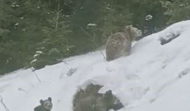 Artvin'de kış uykusuna yatmayan 4 boz ayı kamerada