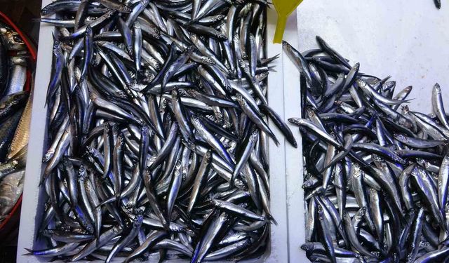 Beklenen Gürcistan hamsisi gelmeyince tezgahlar buzhane hamsisine kaldı