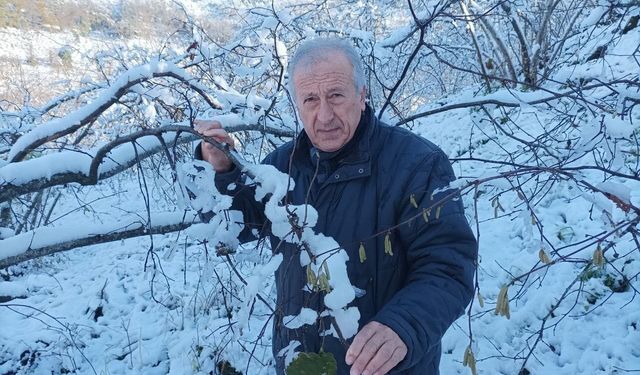 Mevsiminde yağan kar fındık üreticisini sevindirdi