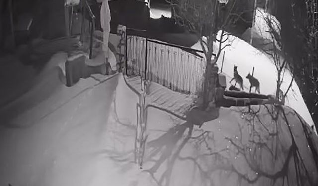 Artvin'de aç kalan kurt sürüsü yerleşim alanına indi