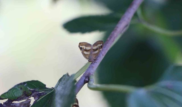 Doğu Karadeniz'de üçlü istilacı tür tarımı tehdit ediyor