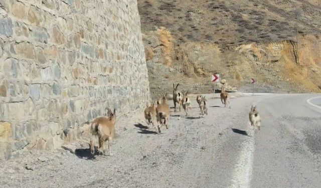 Gümüşhane'de yaban keçileri yavrularıyla birlikte görüntülendi