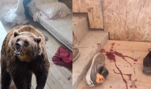 Trabzon'da yayla evine giren ayı ortalığı savaş alanına çevirmiş