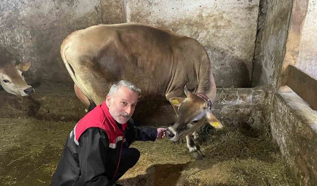 Danimarka ve Amerika'dan getirildiler, Of'a kısa sürede uyum sağladılar