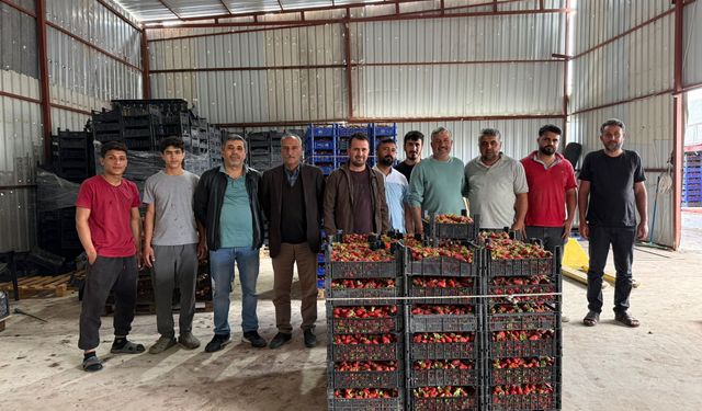Tarla ile market rafları arasındaki farka üretici bile inanamıyor