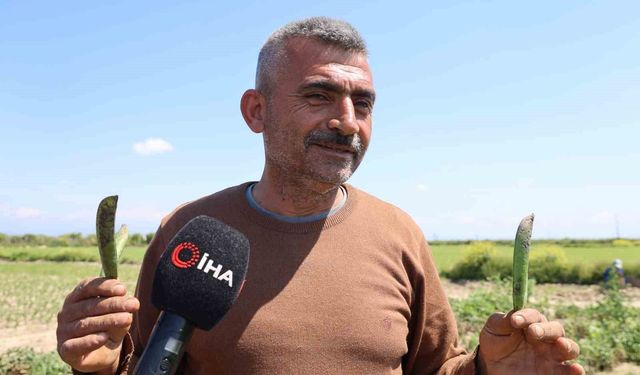 Trabzon hamsisi derler ya, bunlar da öyle