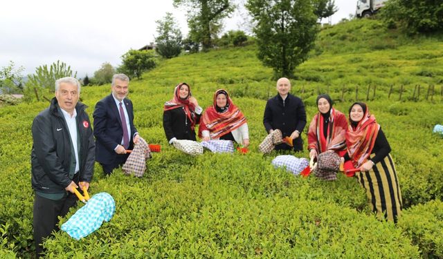 Trabzon'da yaş çay sezonu dualarla açıldı