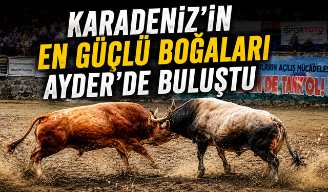 Ayder'de nefes kesen boğa güreşleri