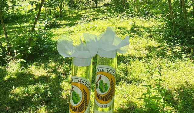 Kahverengi kokarca ile mücadelede 11 bin samuray arıcığı salındı