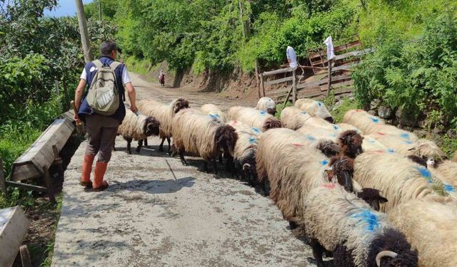 Yayla göçü başladı