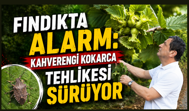 Fındık bahçelerinde sessiz tehdit