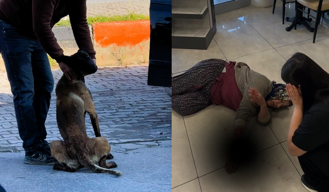 Tekmelere aldırmayan köpek kadının kolunu kopardı