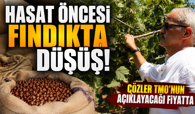 Fındıkta kritik bekleyiş! Üreticinin gözü açıklanacak fiyatta