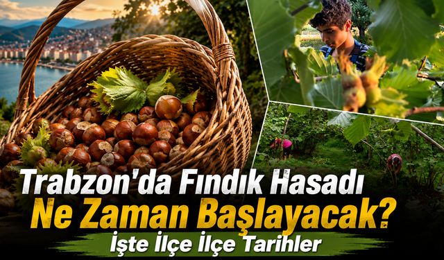 Komisyon kararını verdi! Trabzon'da fındık hasat takvimi netleşti