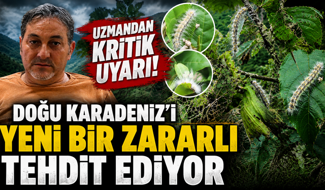 Uzman isim açıkladı! Karadeniz'de popülasyonu patlayan zararlı endişe yarattı