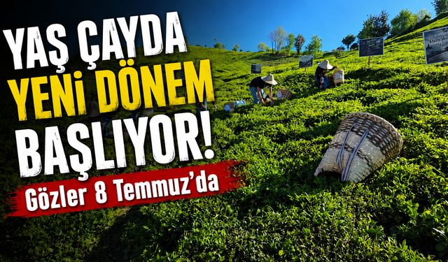 Karadeniz'de çay mesaisi yeniden başlıyor! ÇAYKUR tarihi açıkladı