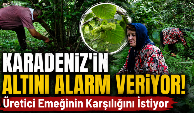 Fındıkta büyük hayal kırıklığı! Dal boşaldı,üretici endişeli