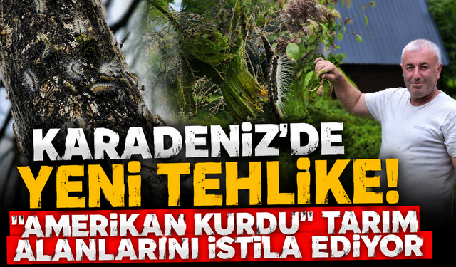 Karadeniz'in yeni kabusu! "Amerikan Kurdu" hızla yayılıyor