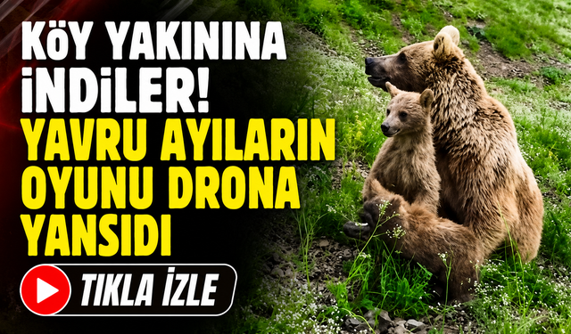 Artvin'de gülümseten anlar! Anne ayı ve yavruları kamerada